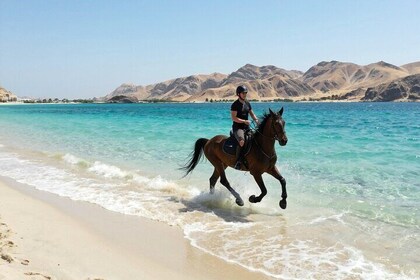 2 Hour Horseback Ride in Nabq Bay