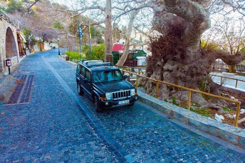 Ancient plane tree at Krasi village