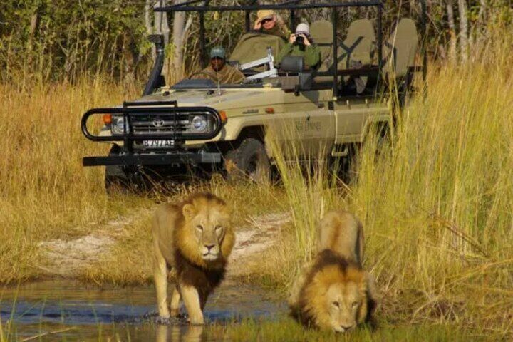 Shared Game Drives in Pilanesberg National Park