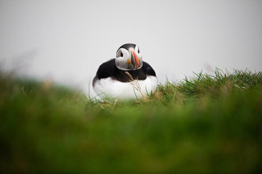 Puffin on Mykines island