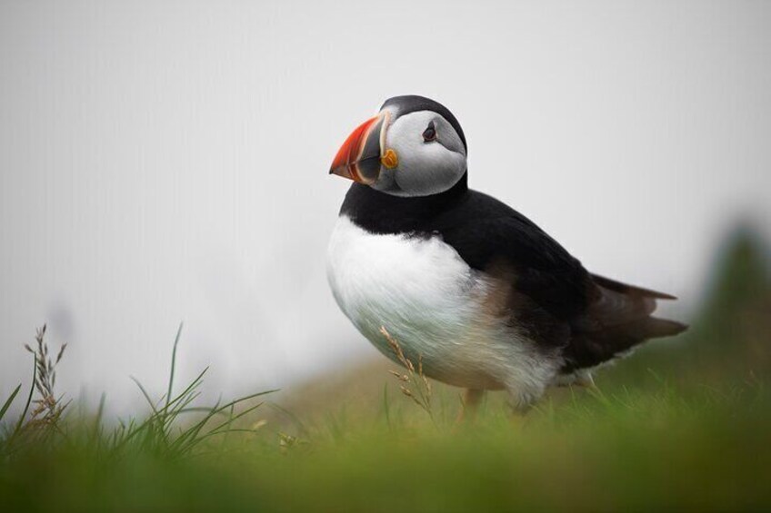 Puffin on Mykines island