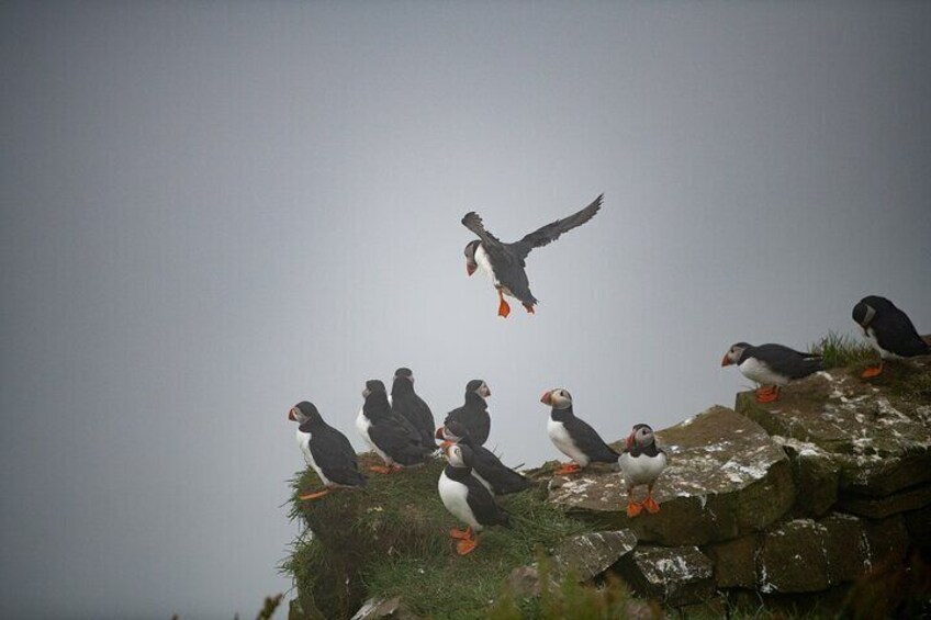 Puffins on Mykines island