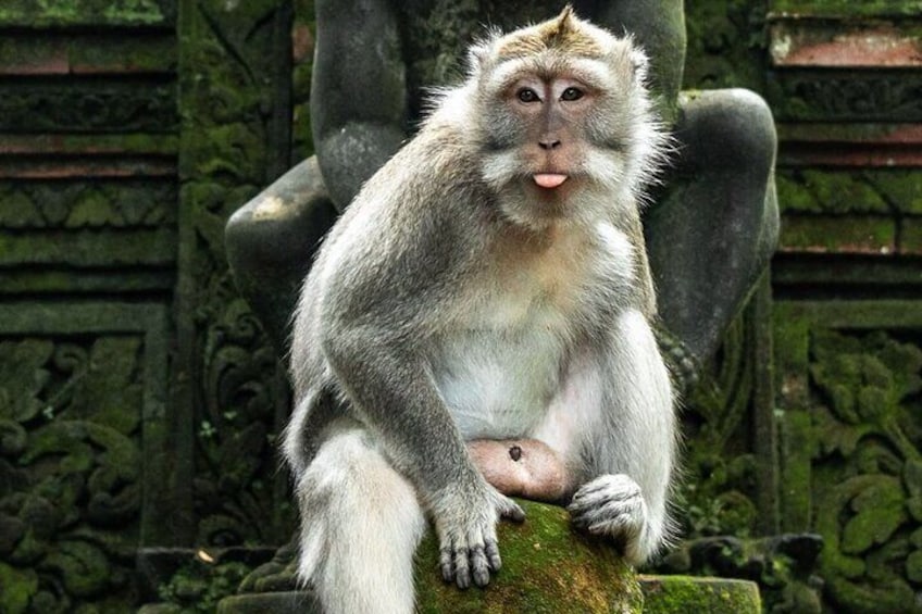 Private Northern Bali and Scenic Waterfalls Full Day Tour