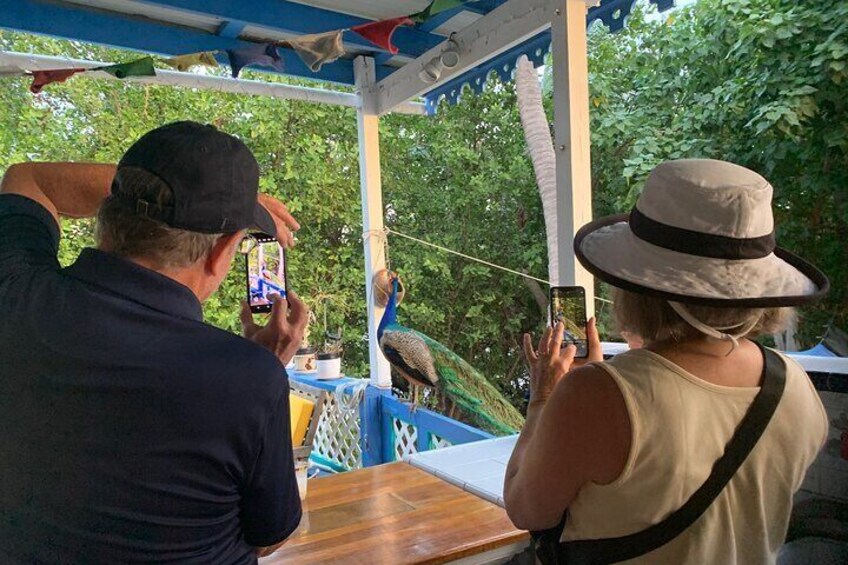 A peacock guest joined our happy hour.