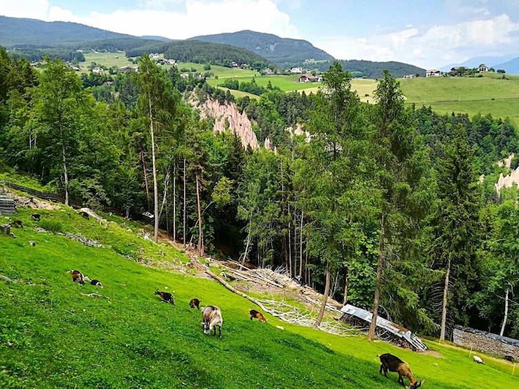 Bolzano and Renon Tour with Panoramic Train Ride
