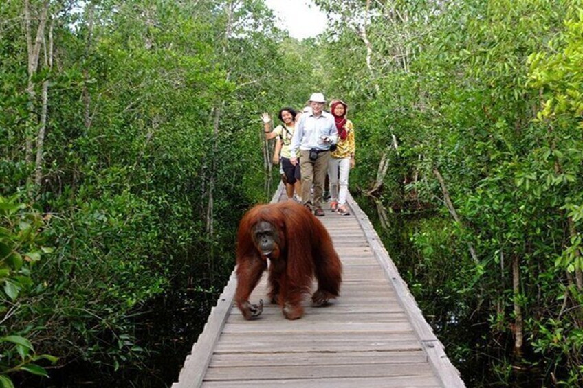 3 Days 2 Nights Wildlife Tanjung Puting 