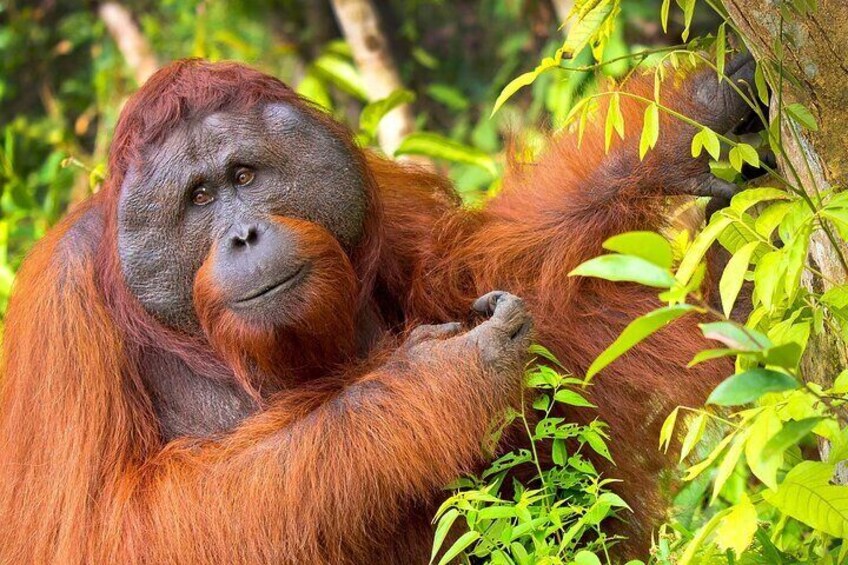 3 Days 2 Nights Wildlife Tanjung Puting 