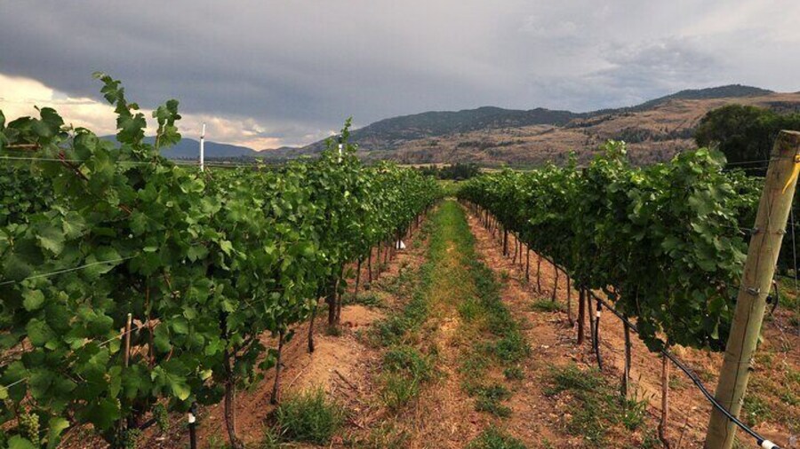 Jesuit Ruins & Carmelo Wineries: Private History and Wine Tour