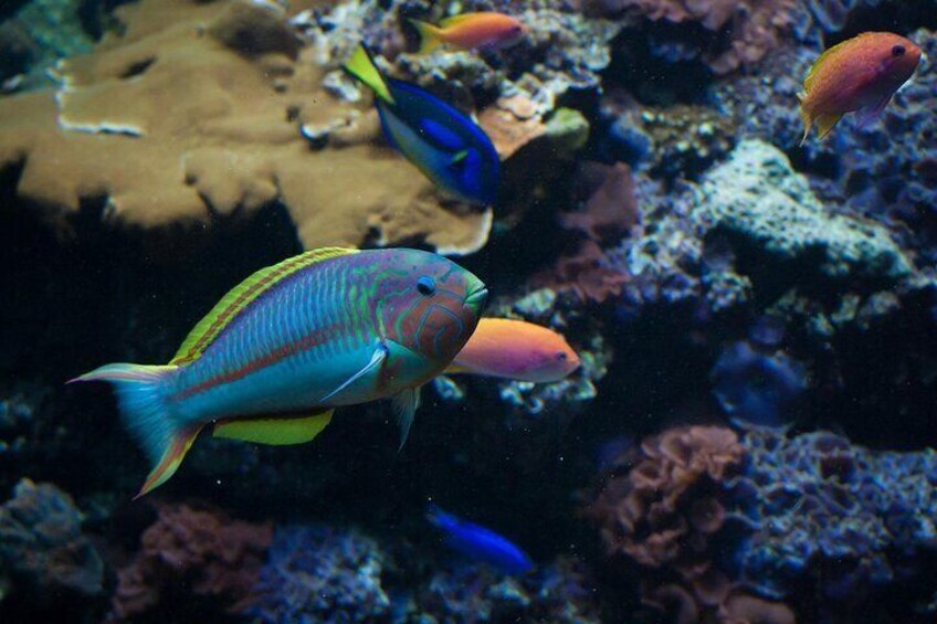 2-Hour Diving & Diving in Marina del Plemmirio Area in Syracuse