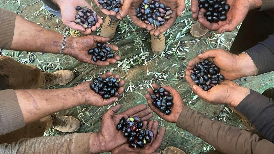 Olive Oil Farm, Calabrian Lunch & Nicotera Tour