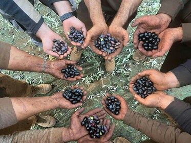 Olive Oil Farm, Calabrian Lunch & Nicotera Tour