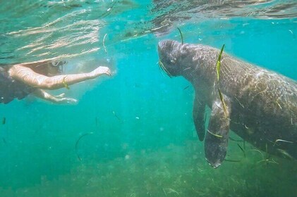 San Juan Snorkel with Turtles and Manatee's; Free Video and Rum!
