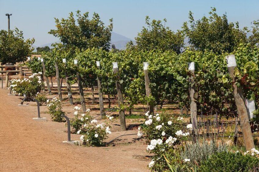 Casablanca Valley Wine Escape Private Vineyard Tour and Lunch