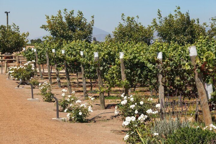 Casablanca Valley Wine Escape Private Vineyard Tour and Lunch