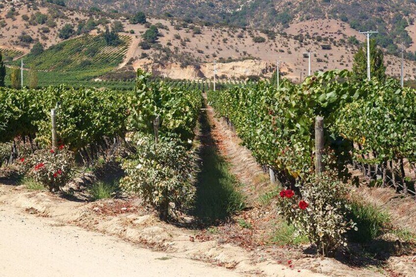 Casablanca Valley Wine Escape Private Vineyard Tour and Lunch