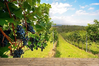 Casablanca Valley Wine Escape Private Vineyard Tour and Lunch