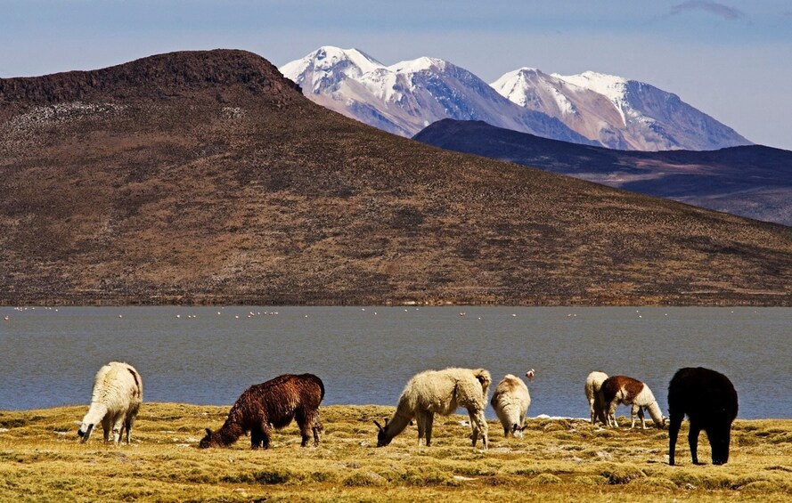 From Arequipa: 8-hour tour to the Salinas Lagoon and National Reserve