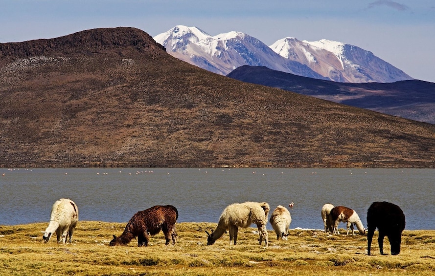From Arequipa: 8-hour tour to the Salinas Lagoon and National Reserve