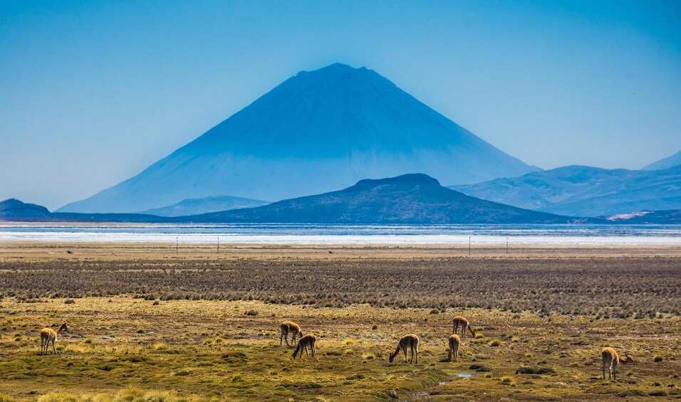 From Arequipa: 8-hour tour to the Salinas Lagoon and National Reserve