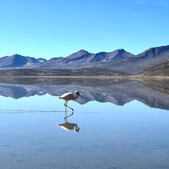 From Arequipa: 8-hour tour to the Salinas Lagoon and National Reserve
