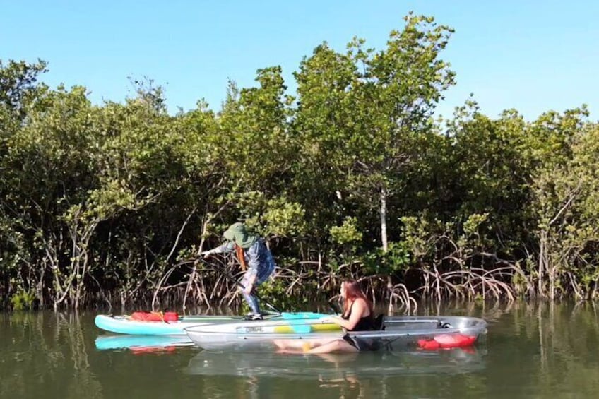 Mangrove Exploration Ecotour