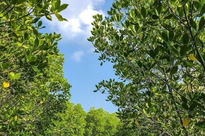 Mangrove Exploration Ecotour