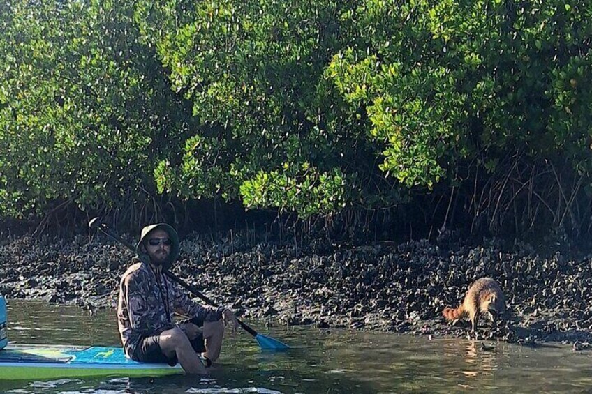 Mangrove Exploration Ecotour
