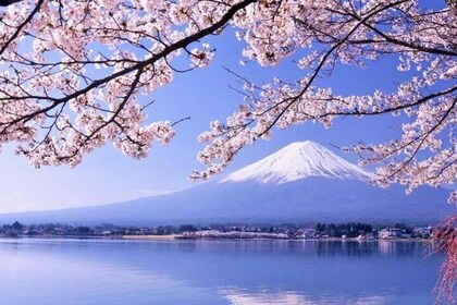 One day tour to Mount Fuji's popular attractions