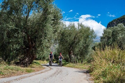 Mountain Bike in Mt. Parnassos Altitude Forest