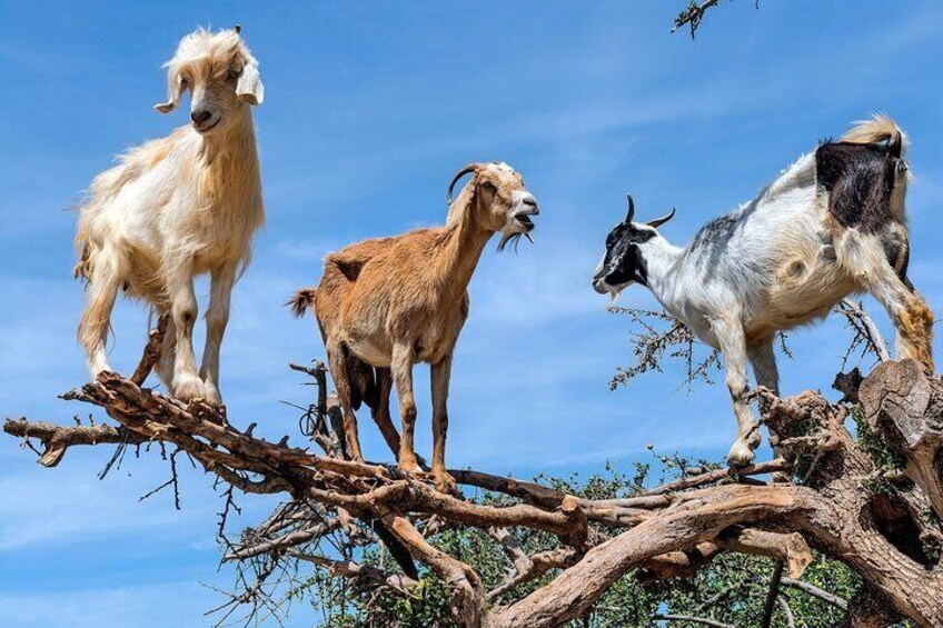 Goat on tree