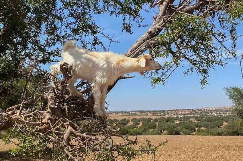 Morning Tour to Crocoparc & Tree-Climbing Goats