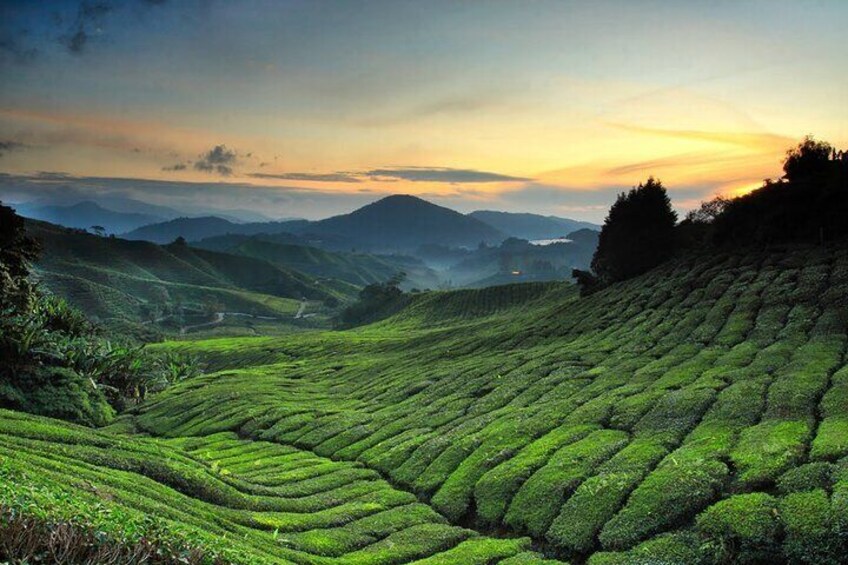 Cameron Highlands Private Sightseeing Tour