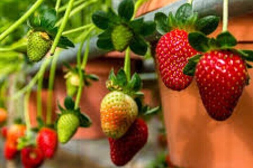Strawberry Farm
