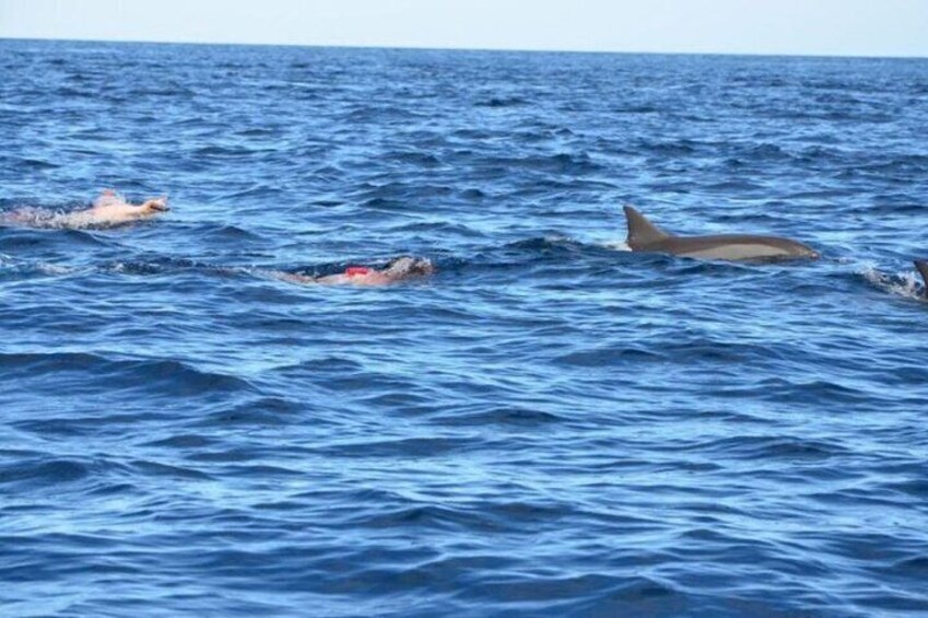 Private Ile aux Bénitiers Cruise Dolphin Snorkeling and Lobster