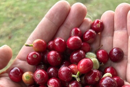 Communautaire Biologische Koffie Tour in San Lorenzo Antigua 