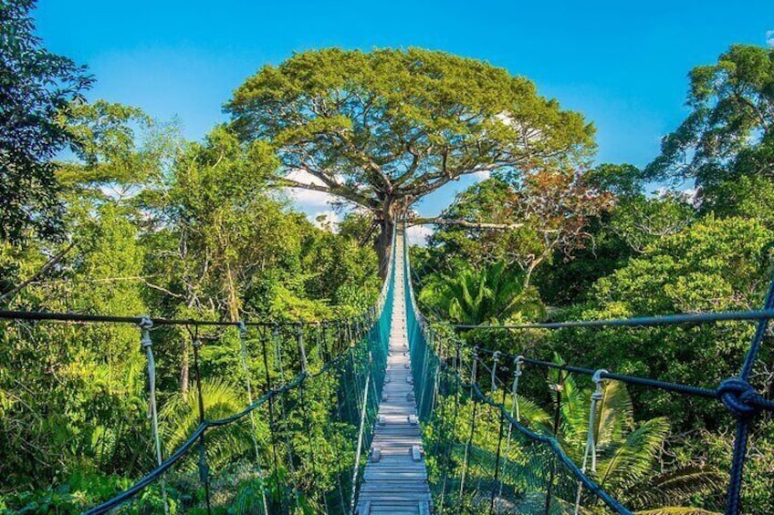 2 Day Rainforest Discovery at Iquitos Jungle