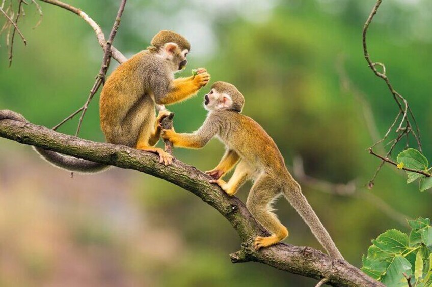 Iquitos: 2 Day Amazon Rainforest Discovery - Iquitos Jungle Tour