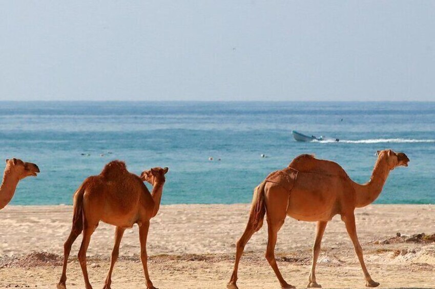 Two Days Salalah South & West Guided Tour