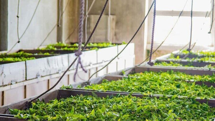 Outstanding Tour of Furnas Valley