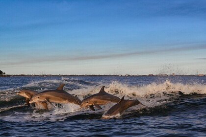 Private Boat Tour Dolphins Sunsets Shell Island and Snorkeling