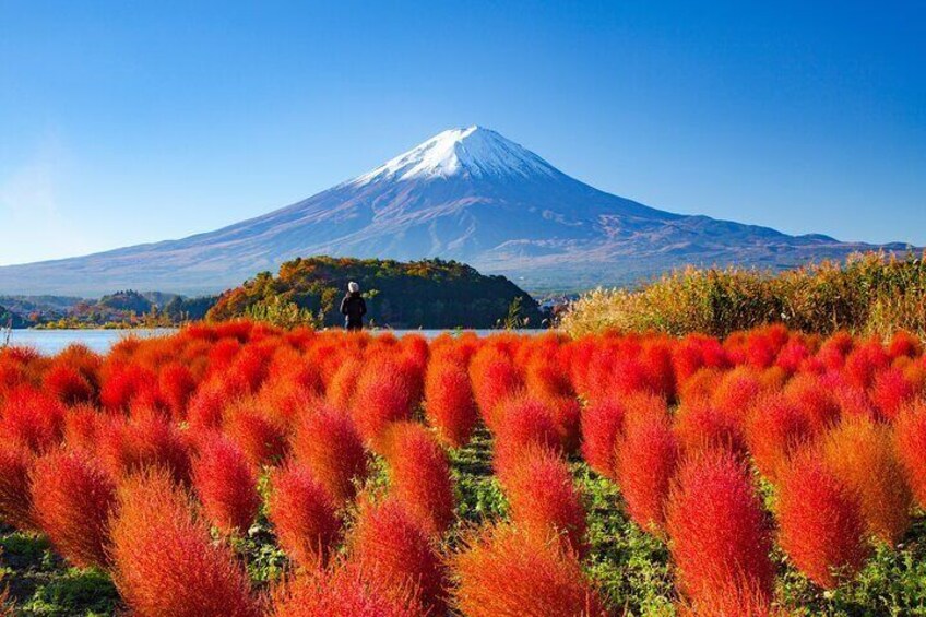 Tokyo: Mount Fuji One Day Trip Lake Kawaguchi & Lake Yamanaka
