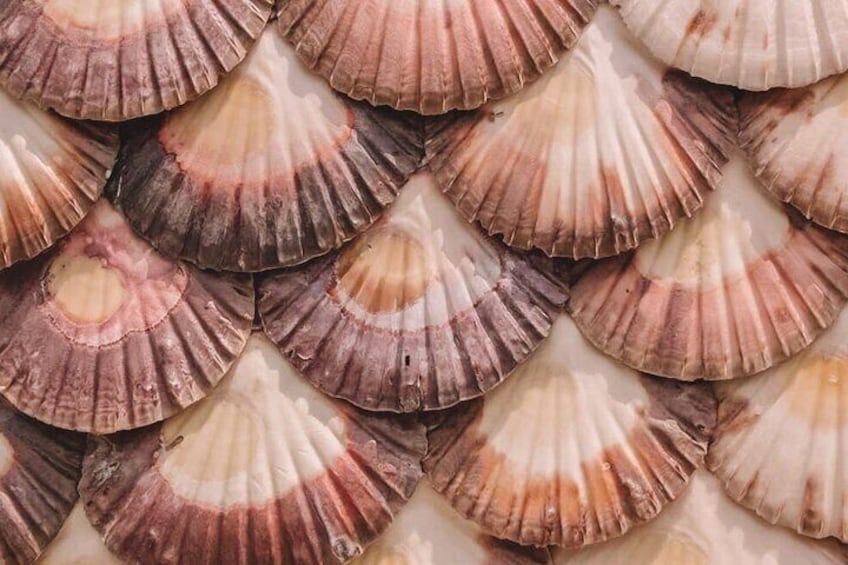 Scallop Wall