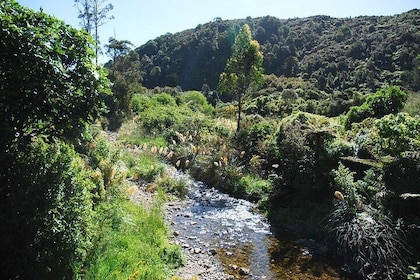 Wellington Native Bush Walking Tour