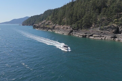 Vancouver Wildlife Seals Scenic Nature Boat Tour