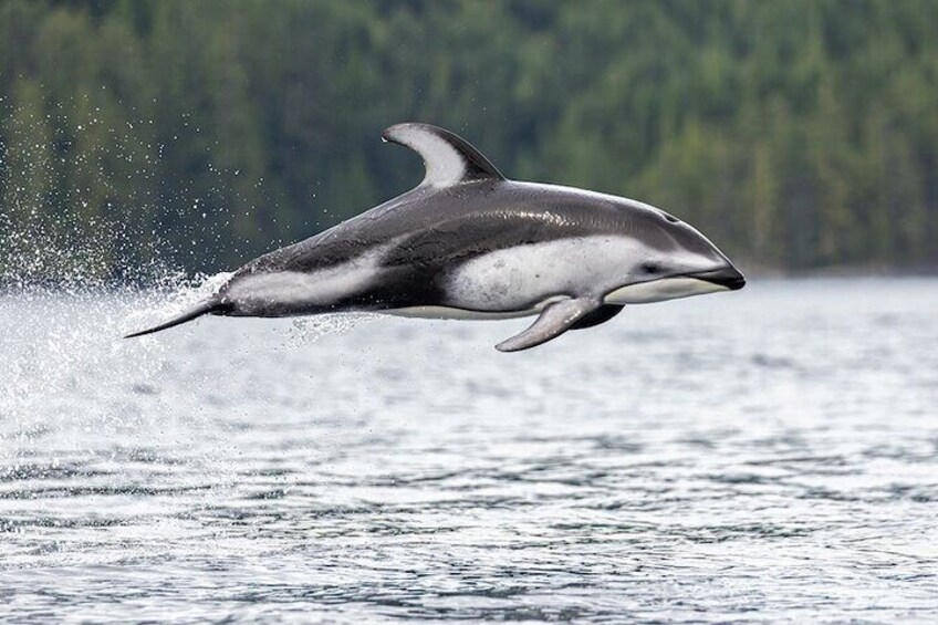 Vancouver Wildlife Seals Scenic Nature Boat Tour
