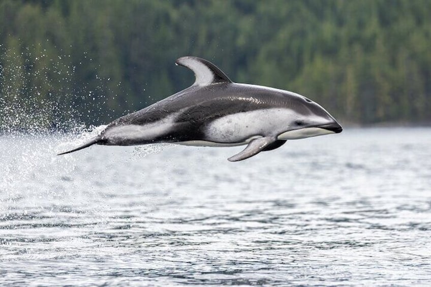 Vancouver Wildlife Seals Scenic Nature Boat Tour