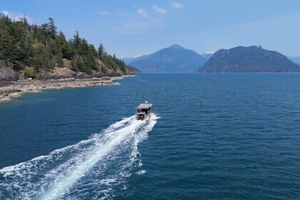 Vancouver Wildlife Seals Scenic Nature Boat Tour