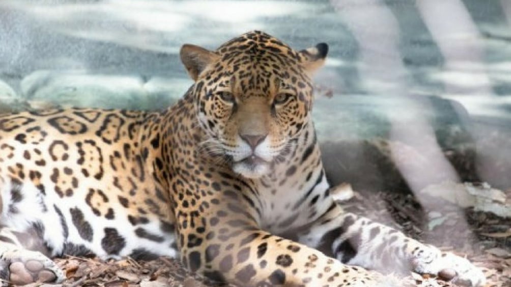 Jaguar at the Audubon Zoo