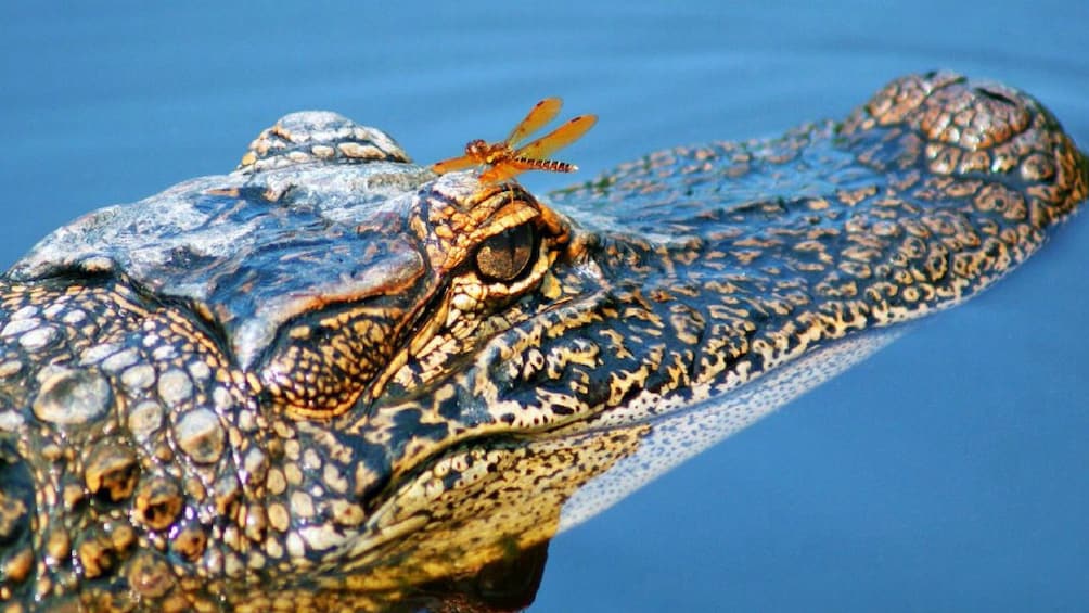 Alligator in New Orleans