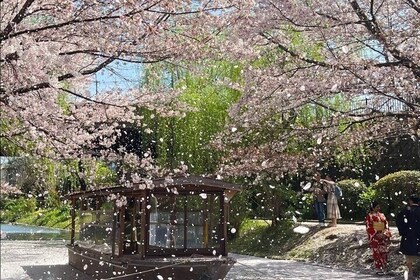 Kyoto City Cherry Blossom Private Sightseeing Tour